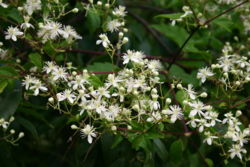 Closeup of inflorescences