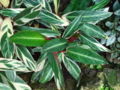 Thumbnail for version as of 19:18, 24 March 2009