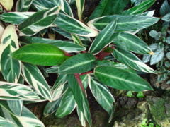 Ctenanthe oppenheimiana