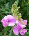 Thumbnail for version as of 05:27, 19 July 2007