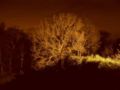 An oak tree at night