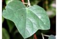 Passiflora lutea leaf