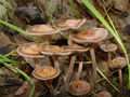 Thumbnail for version as of 09:13, 30 October 2007