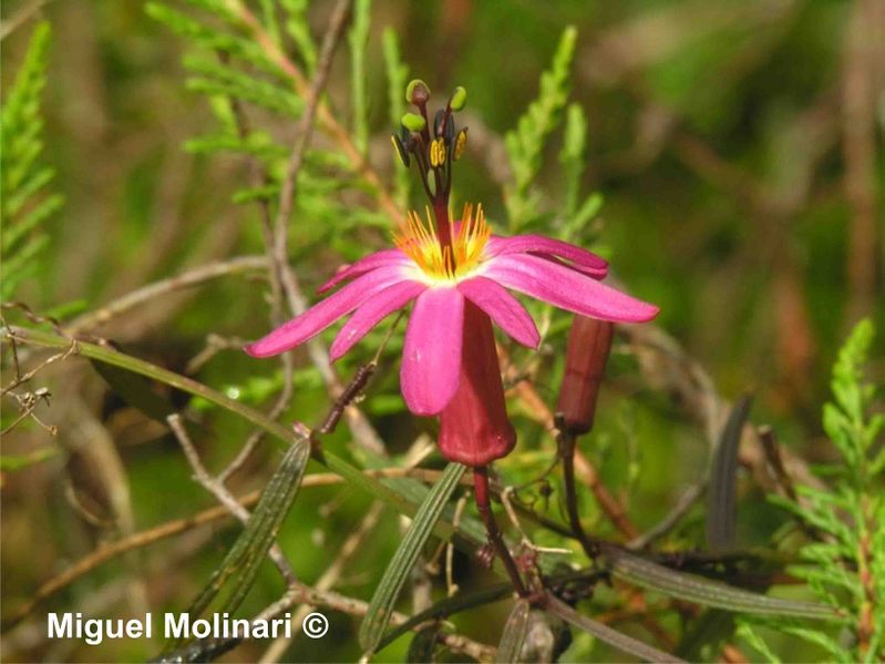 File:Passiflora hyacinthiflora Planch. & Linden.jpg