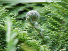 Polystichum setiferum showing unrolling young frond
