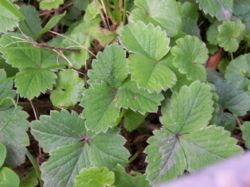 Potentilla sterilis leaves