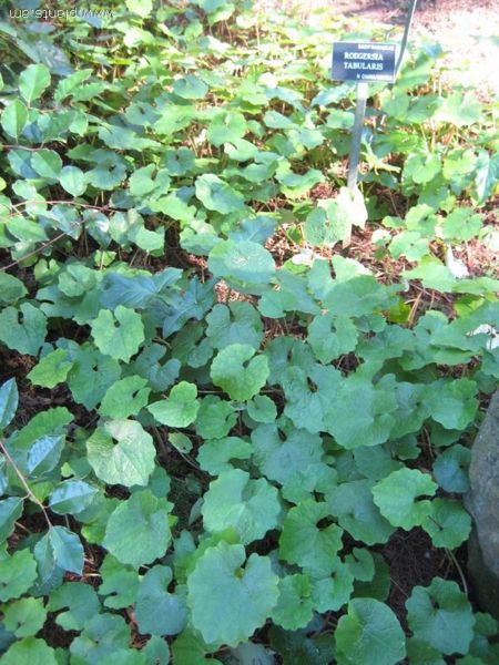 File:Rodgersia tabularis-IMG 7844 sfbg0308.jpg
