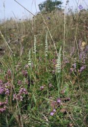 Spiranthes spiralis in its habitat