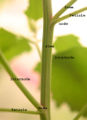 Thumbnail for version as of 12:41, 5 May 2007