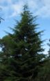 Thumbnail for version as of 14:50, 8 May 2007