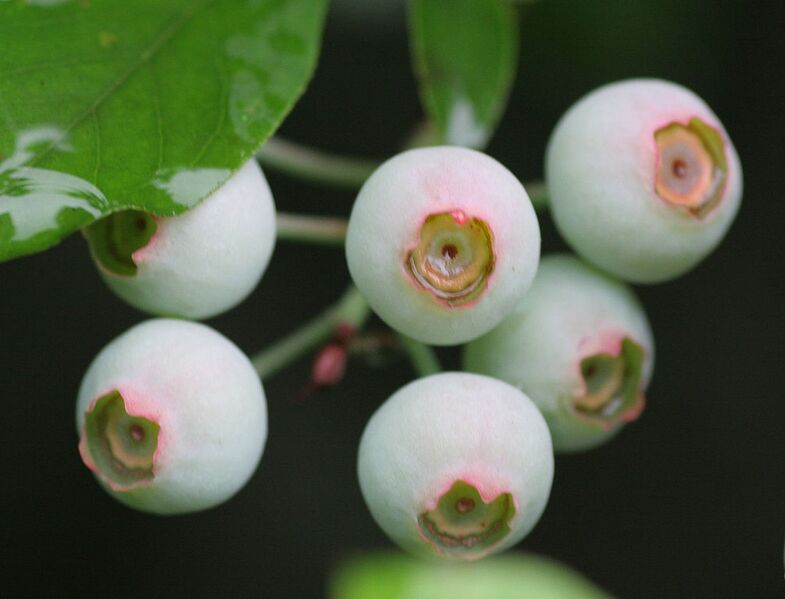 File:1006px-Unripe blueberries.jpg