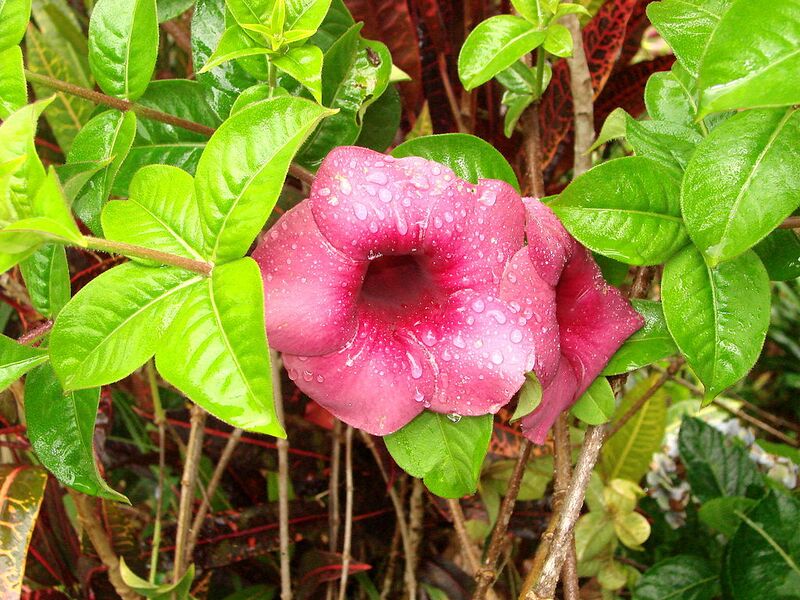 File:1024px-Flower - Bolaven Plateau - Laos.JPG