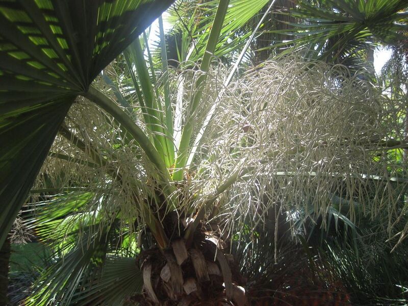 File:1024px-IMG 2061 hunt0903.jpg