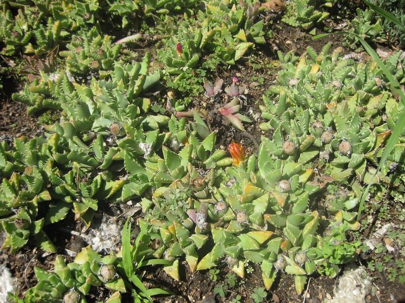File:1024px-IMG 2144 hunt0903.jpg