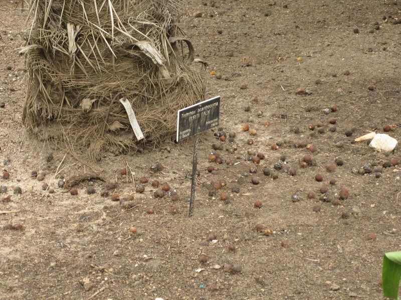 File:1024px-IMG 3863 hunt0904.jpg