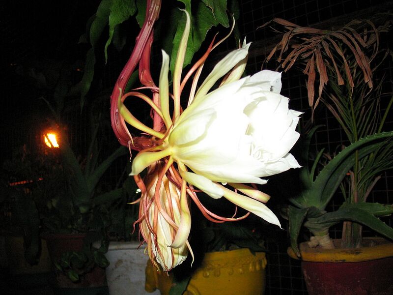 File:1024px-Nishagandhi.jpg