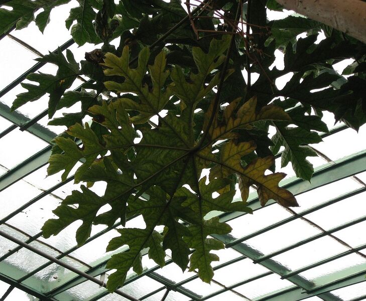 File:1245px-Trevesia Palmata.Serres d'Auteuil 001.jpg