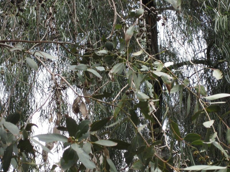 File:1280px-IMG 4608 hunt0904.jpg