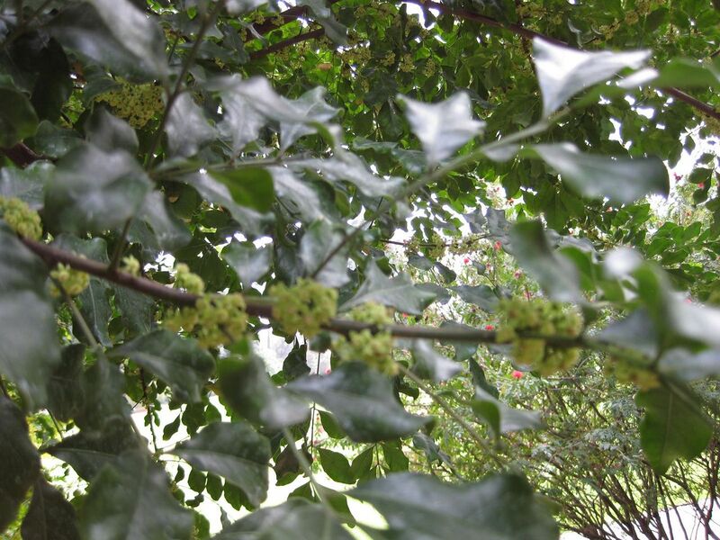 File:1280px-IMG 5024 hunt0904.jpg