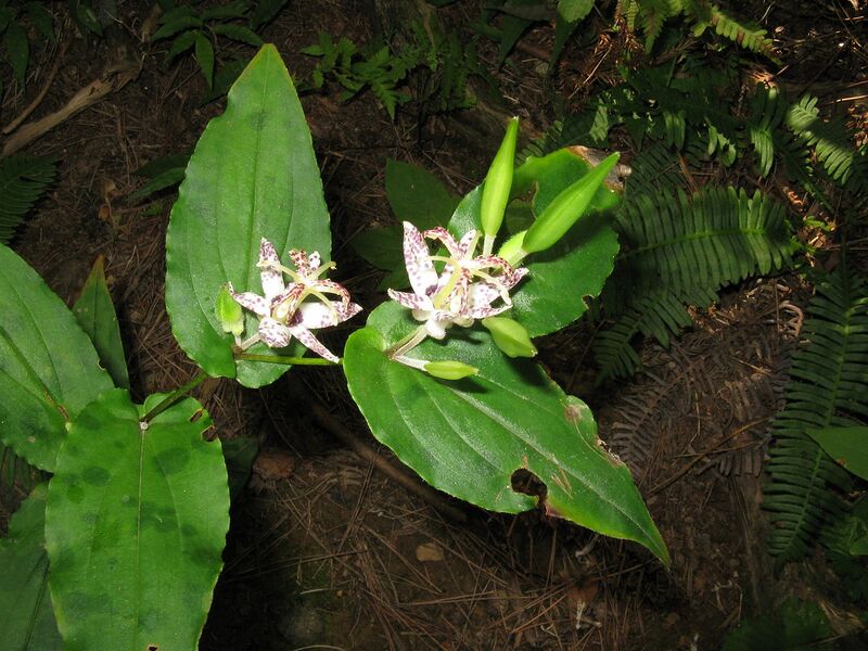 File:1280px-Tricyrtis affinis1.jpg