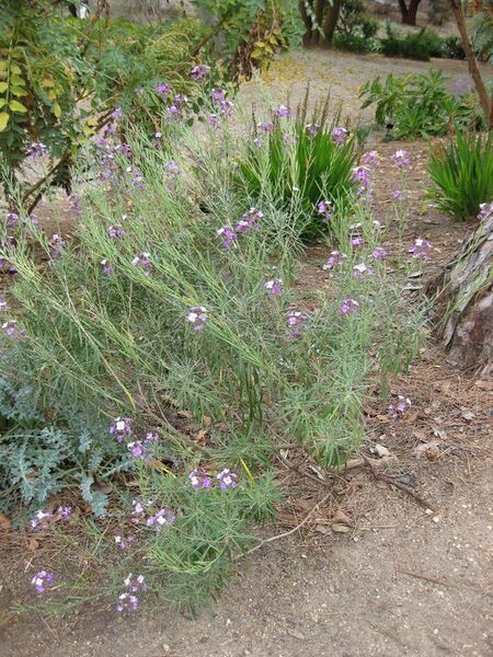 File:576px-IMG 4936 hunt0904.jpg