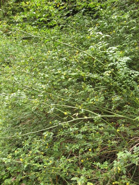 File:576px-IMG 7254 hunt09jun.jpg