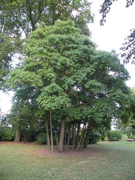 File:768px-Rennes ParcOberthur Sassafras albidum.jpg