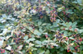 Many ripe blackberries