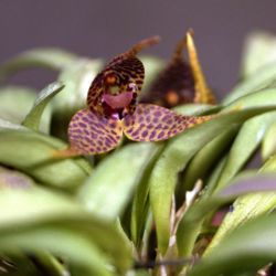 Dryadella simula