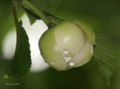 Flower bud opening