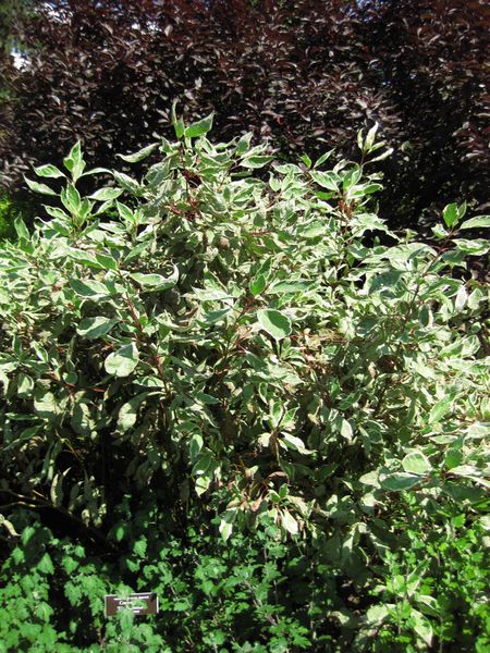 File:IMG 0153 nybg09.jpg