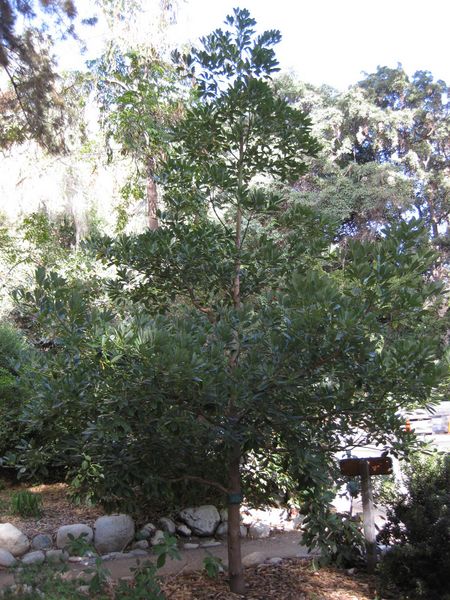 File:IMG 2441 ucla09.jpg