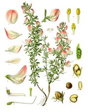 Ononis spinosa
