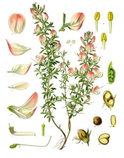 Ononis spinosa
