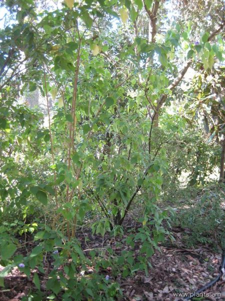 File:Lycianthes quichensis-IMG 7926 sfbg0308.jpg