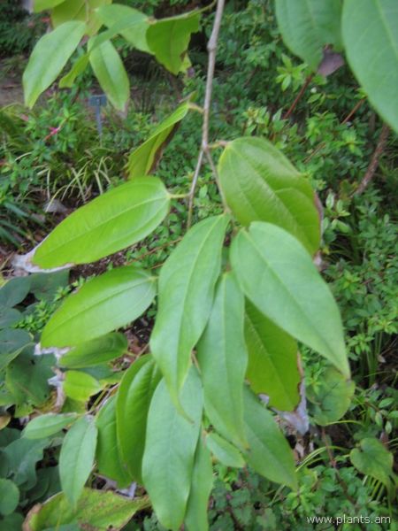 File:Matudaea trinerva-IMG 7610 sfbg0308.jpg