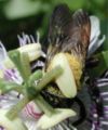 Passiflora incarnata pollinated by Xylocopa virginica (a carpenter bee)