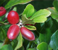 Thumbnail for version as of 07:00, 21 November 2008