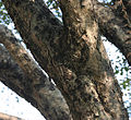 Dalbergia lanceolaria‎: Old trunk in Kolkata, West Bengal, India.