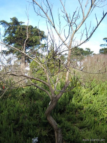 File:Prunus armeniaca-garden annie-IMG 7319 sfbg0308.jpg