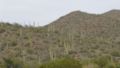 A saguaro forest