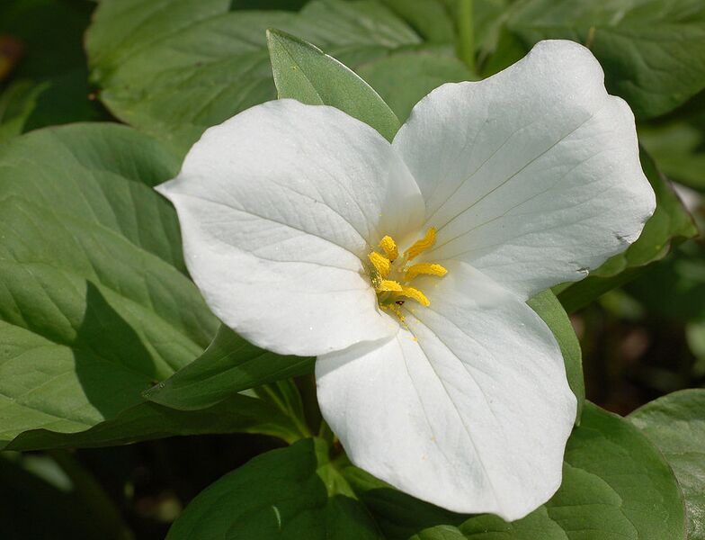 File:1004px-White Trillium Trillium grandiflorum Flower 2613px.jpg