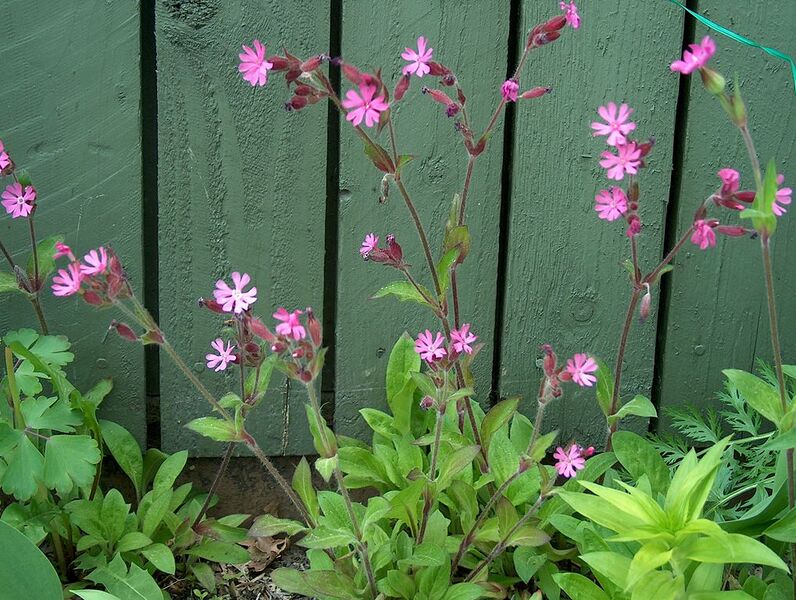 File:1019px-Silene dioica Puna-ailakki V08 C H4538.jpg