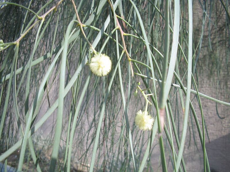 File:1024px-Acacia-stenophylla-flowers.jpg