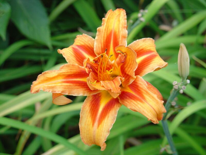 File:1024px-Daylily-9725.jpg