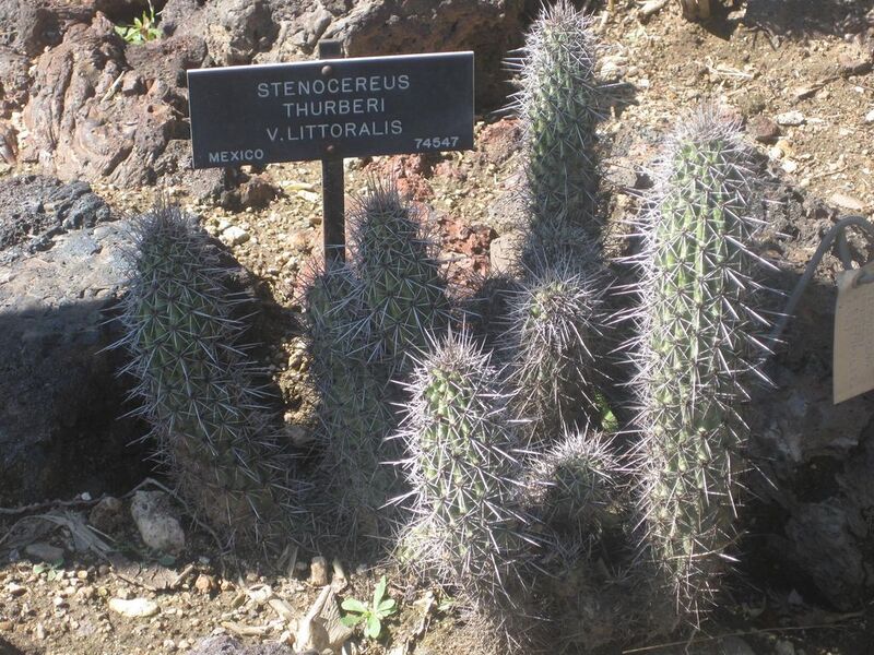 File:1024px-IMG 2412 hunt0903.jpg