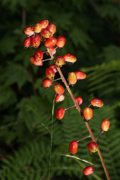 File:512px-Actaea rubra 9441.JPG