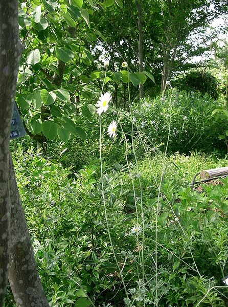 File:571px-Tanacetum cinerariifolium2.jpg