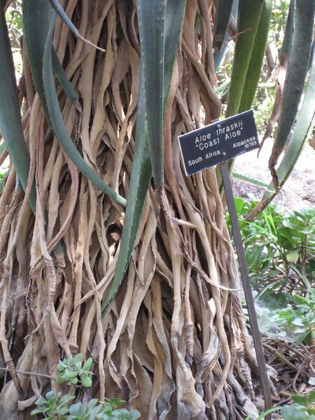 File:576px-IMG 4336 hunt0904.jpg