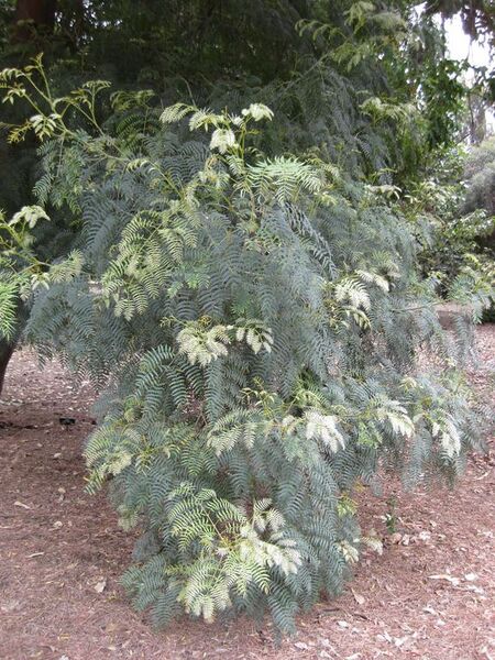 File:576px-IMG 4762 hunt0904.jpg